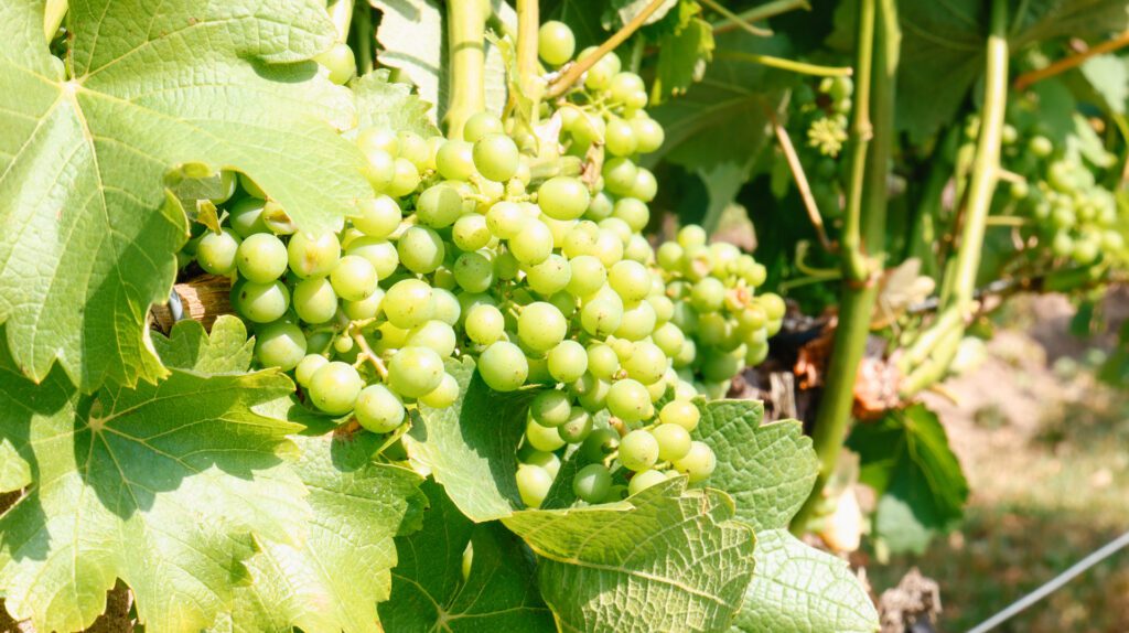 Beats Wine Weingut Patke 2026